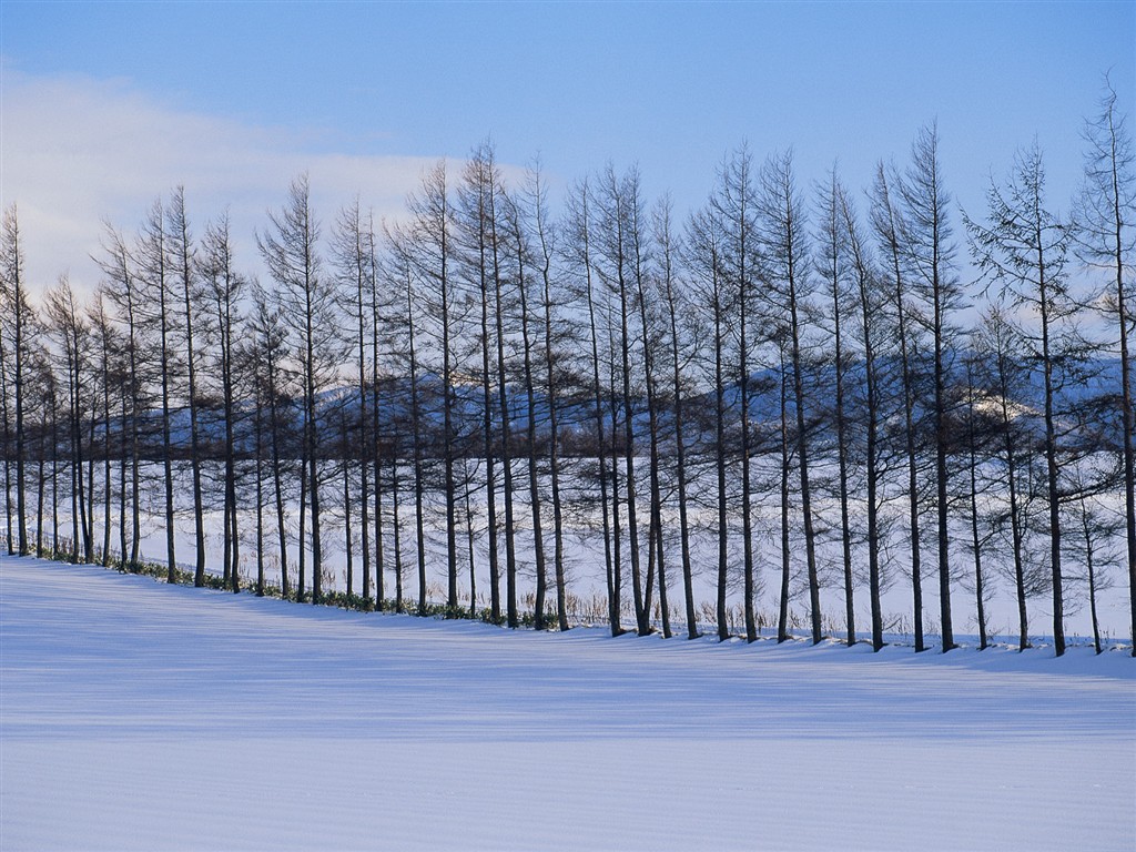 Sníh les tapety (1) #1 - 1024x768