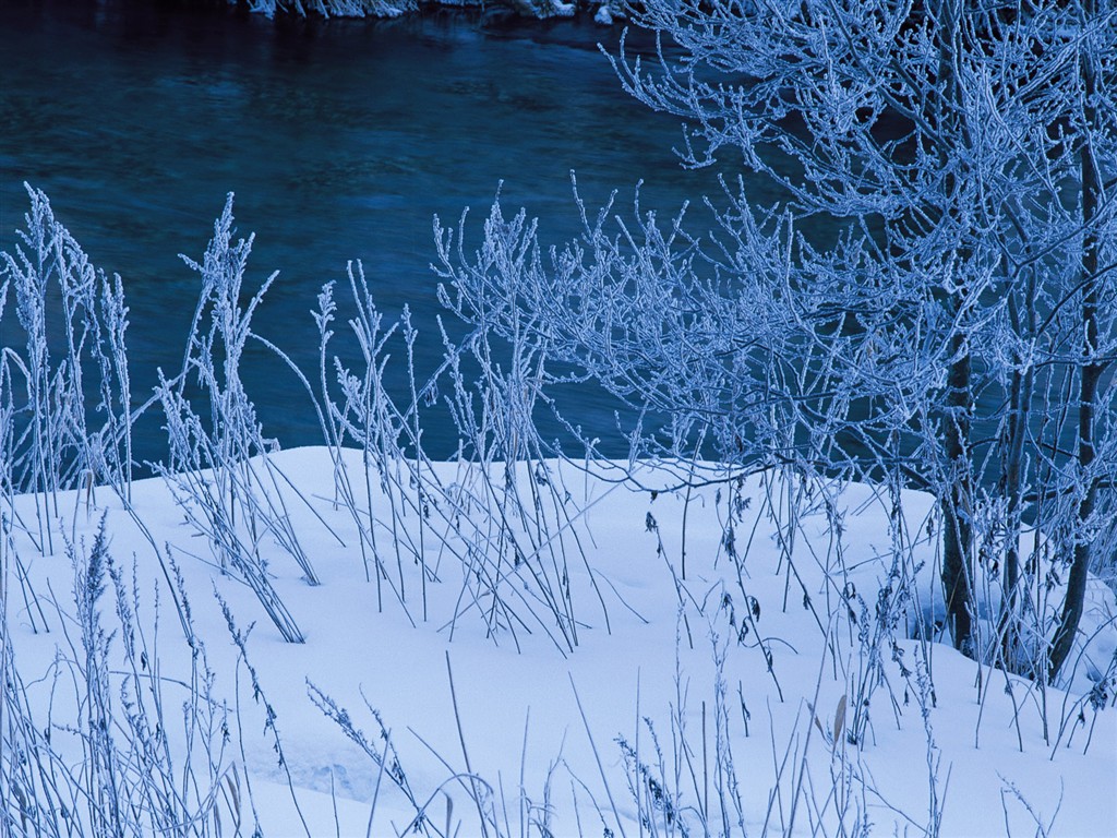 Sníh les tapety (1) #9 - 1024x768