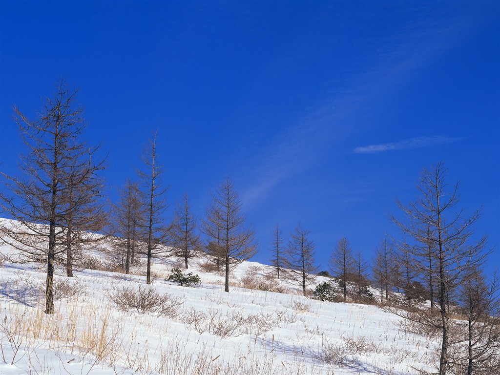 雪の林の壁紙(1) #16 - 1024x768