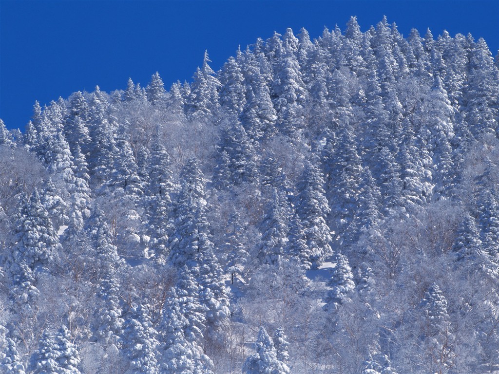forêt, la neige fond d'écran (2) #6 - 1024x768