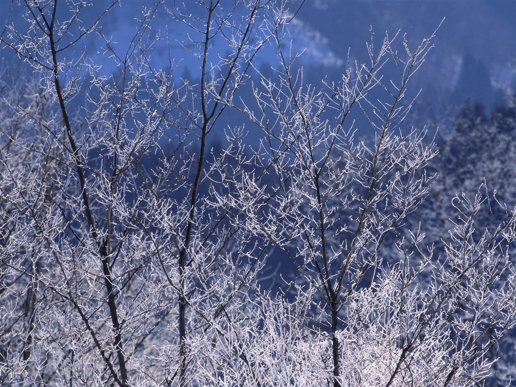 forêt, la neige fond d'écran (2) #10 - 1024x768