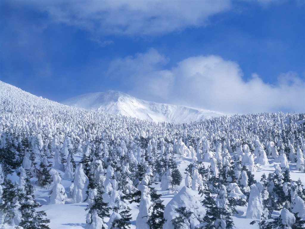 forêt, la neige fond d'écran (2) #14 - 1024x768