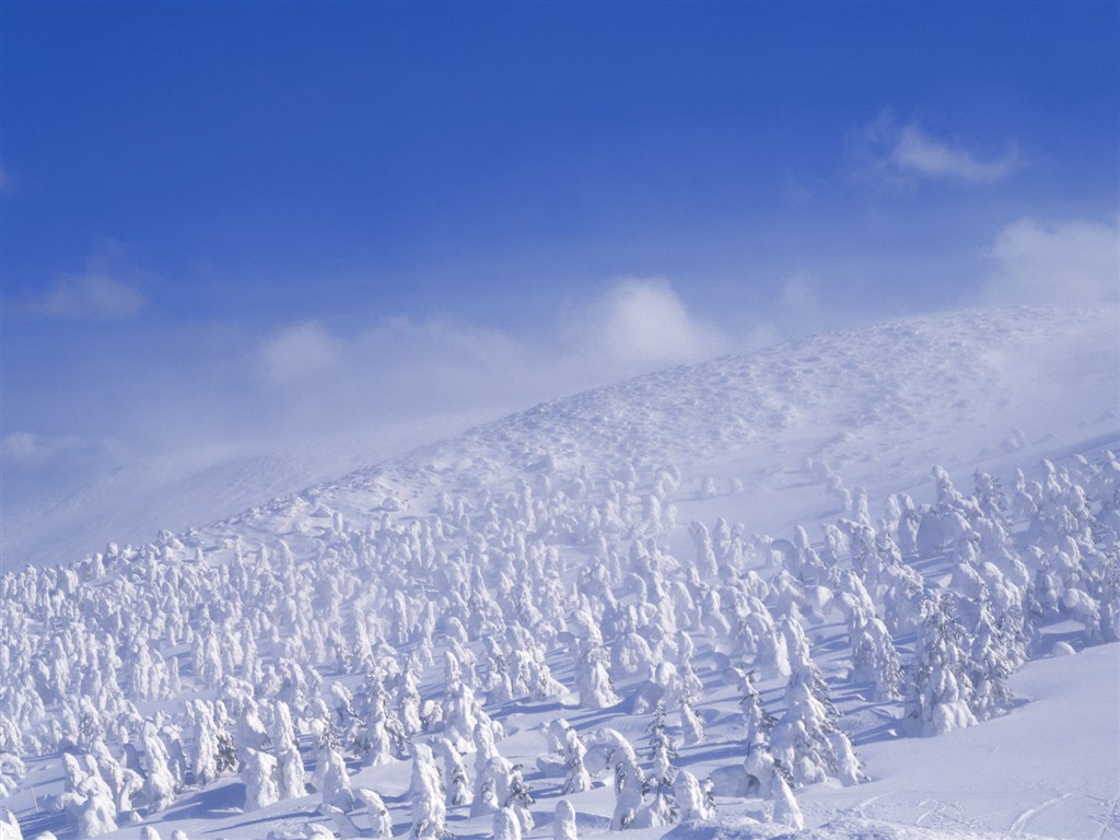 forêt, la neige fond d'écran (2) #16 - 1024x768