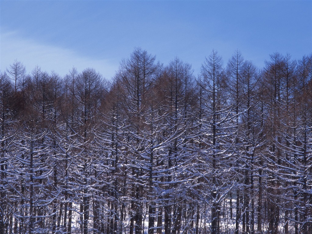 forêt, la neige fond d'écran (2) #17 - 1024x768