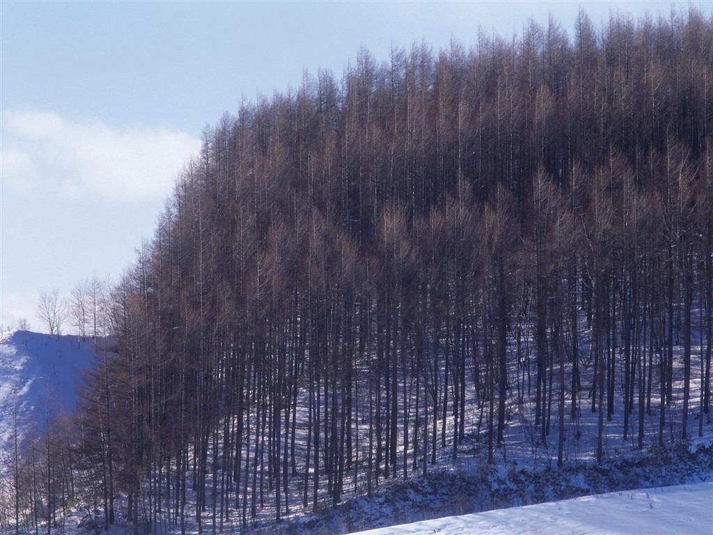 forêt, la neige fond d'écran (2) #18 - 1024x768