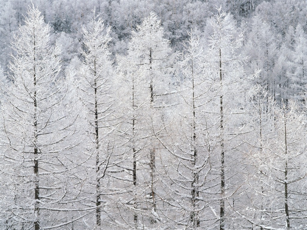 forêt, la neige fond d'écran (2) #19 - 1024x768