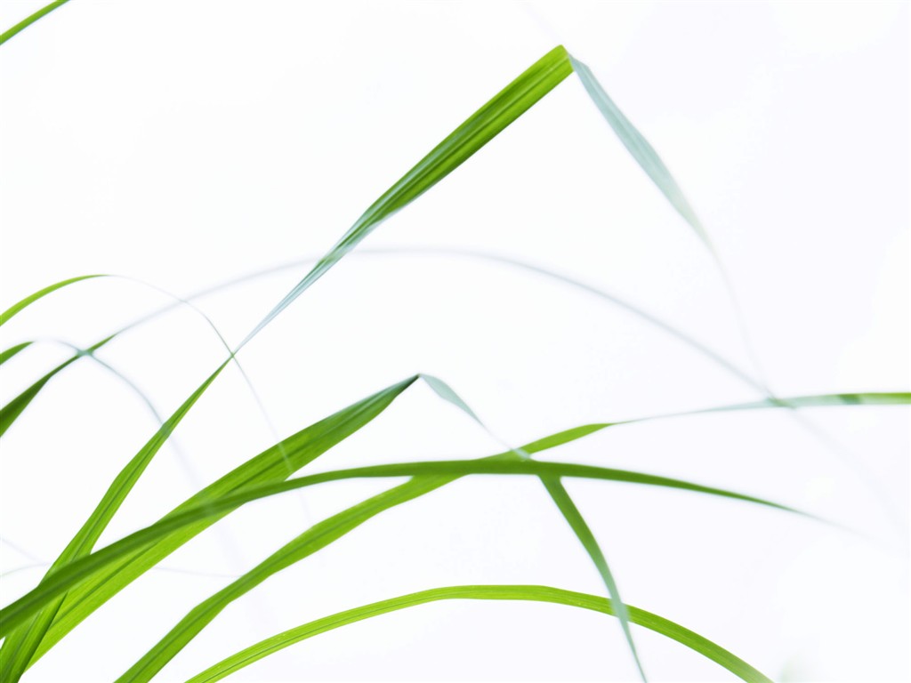 Green Grass fondo de pantalla (1) #14 - 1024x768