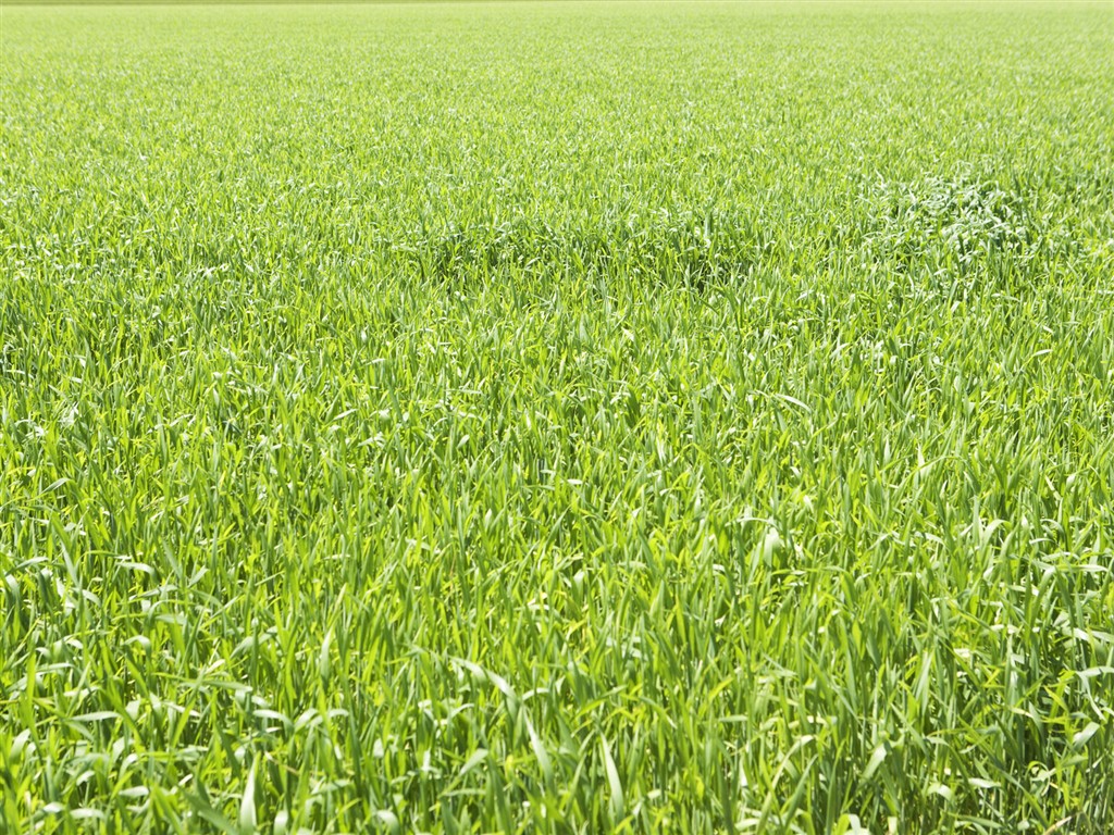 Green Grass обои (4) #8 - 1024x768
