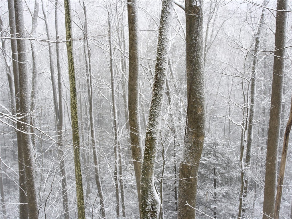 Sníh lesa tapetu (3) #14 - 1024x768