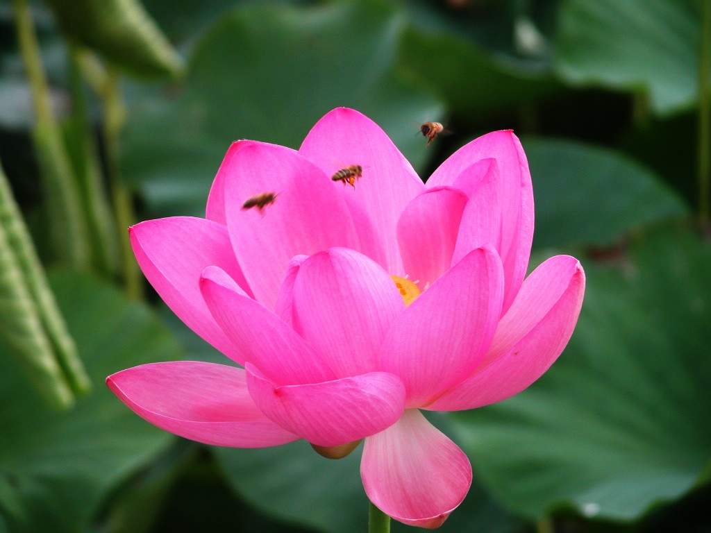 Beautiful Lotus Wallpaper #2 - 1024x768