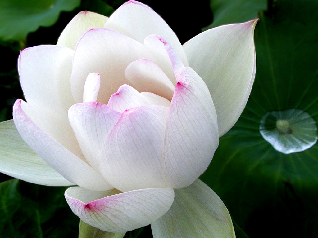 Beau fond d'écran de lotus #3 - 1024x768