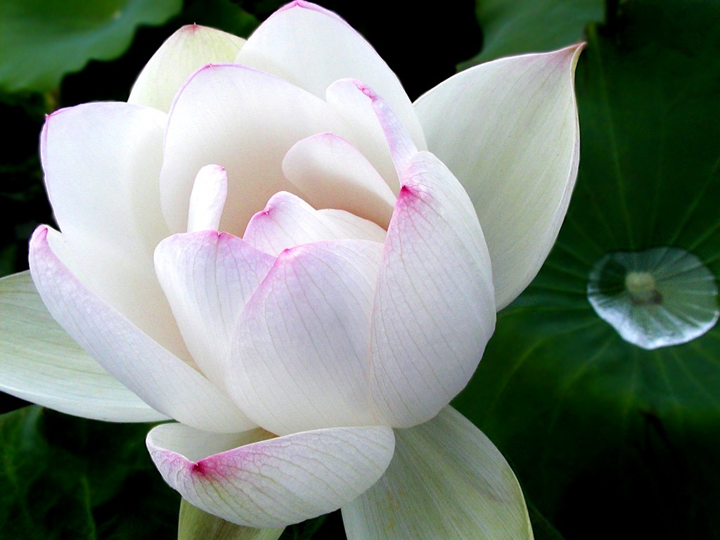 Beautiful lotus wallpaper #3 - 1024x768