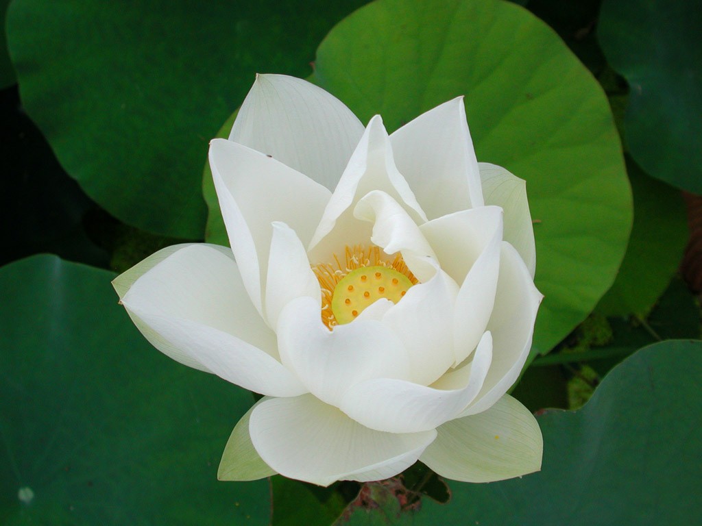 Beau fond d'écran de lotus #9 - 1024x768