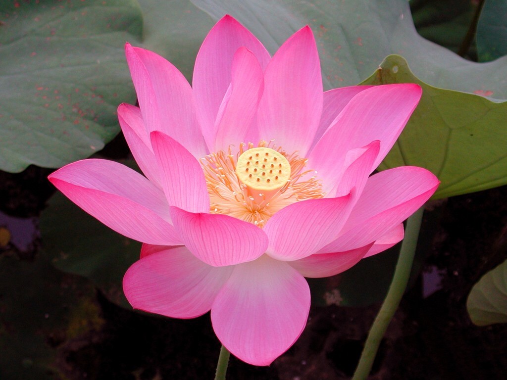 Beau fond d'écran de lotus #15 - 1024x768