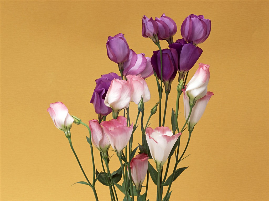 Flower Hintergrundbilder Selection (1) #3 - 1024x768