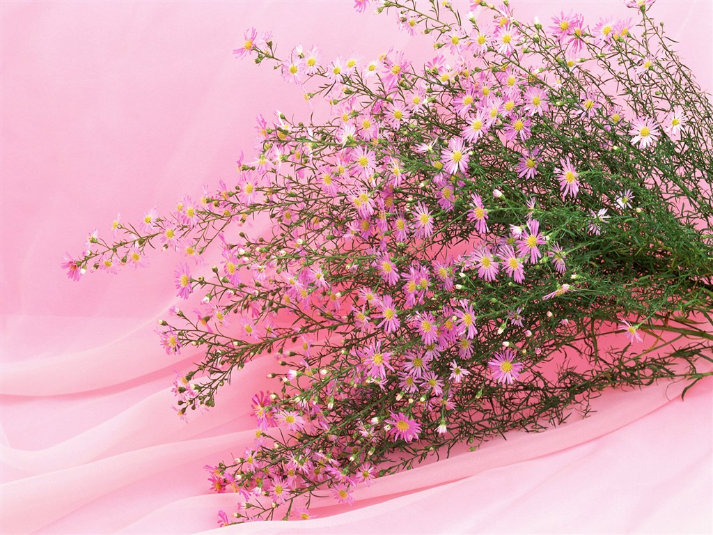 Flower Hintergrundbilder Selection (1) #20 - 1024x768
