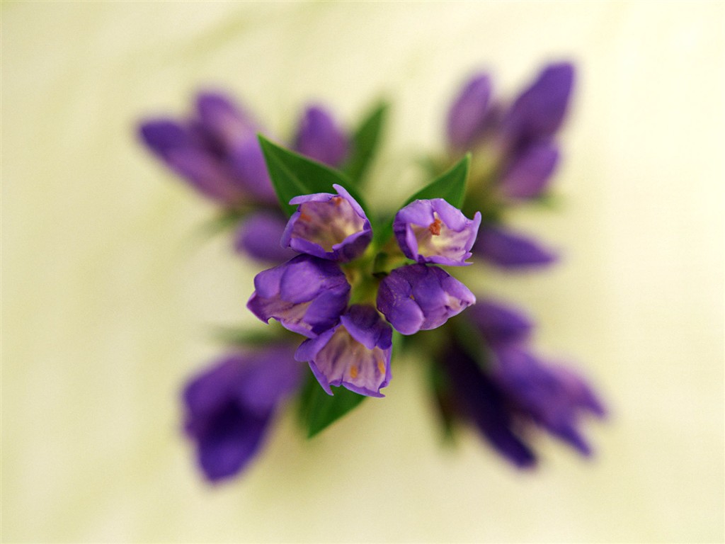 Květ Tapety na plochu výběr (1) #21 - 1024x768