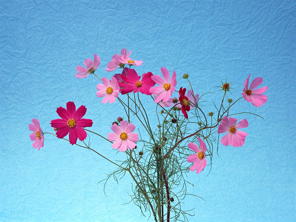Květ Tapety na plochu výběr (1) #24 - 1024x768