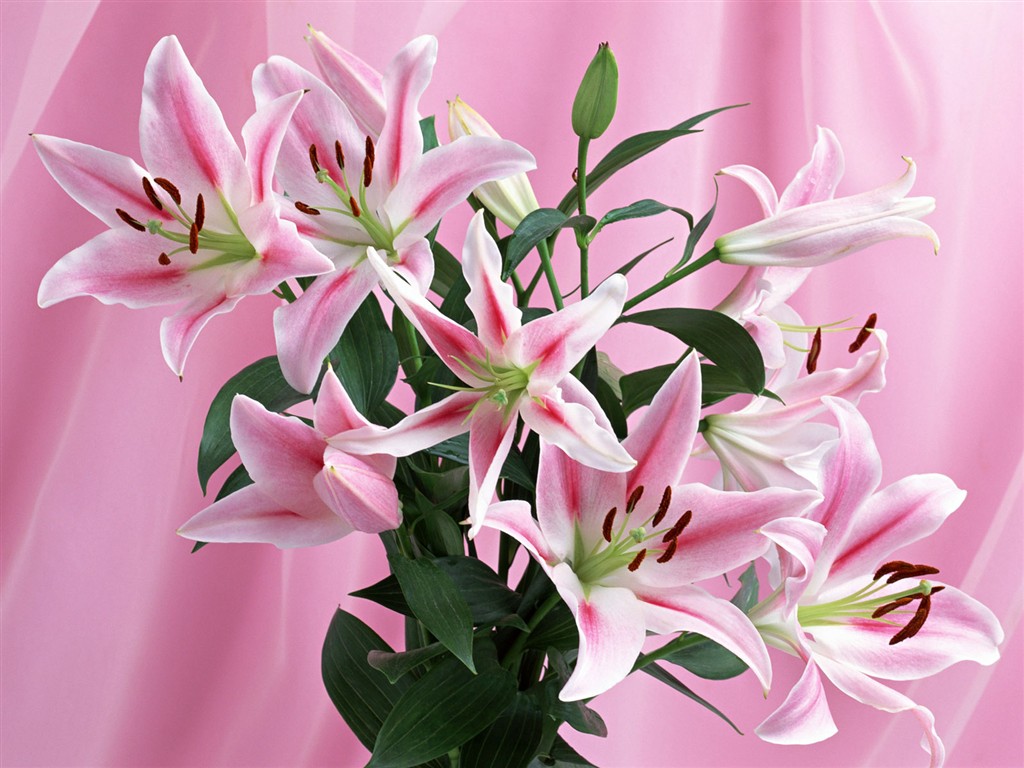 Flower Hintergrundbilder Selection (1) #28 - 1024x768