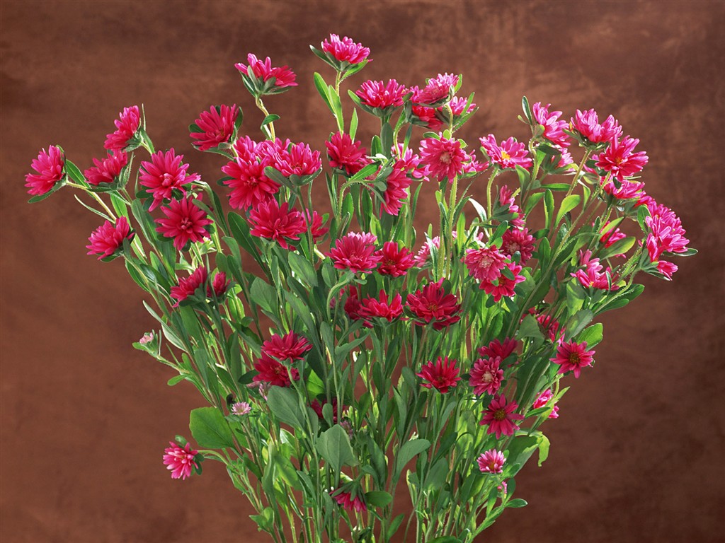 Květ Tapety na plochu výběr (1) #31 - 1024x768