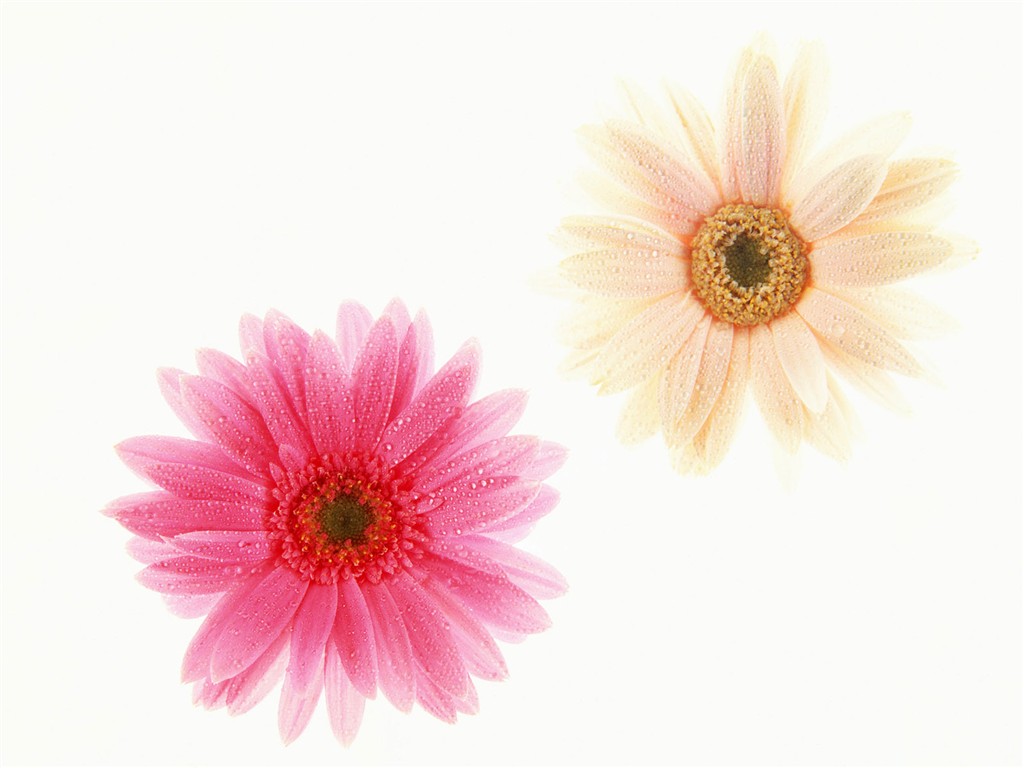 Květ Tapety na plochu výběr (1) #34 - 1024x768