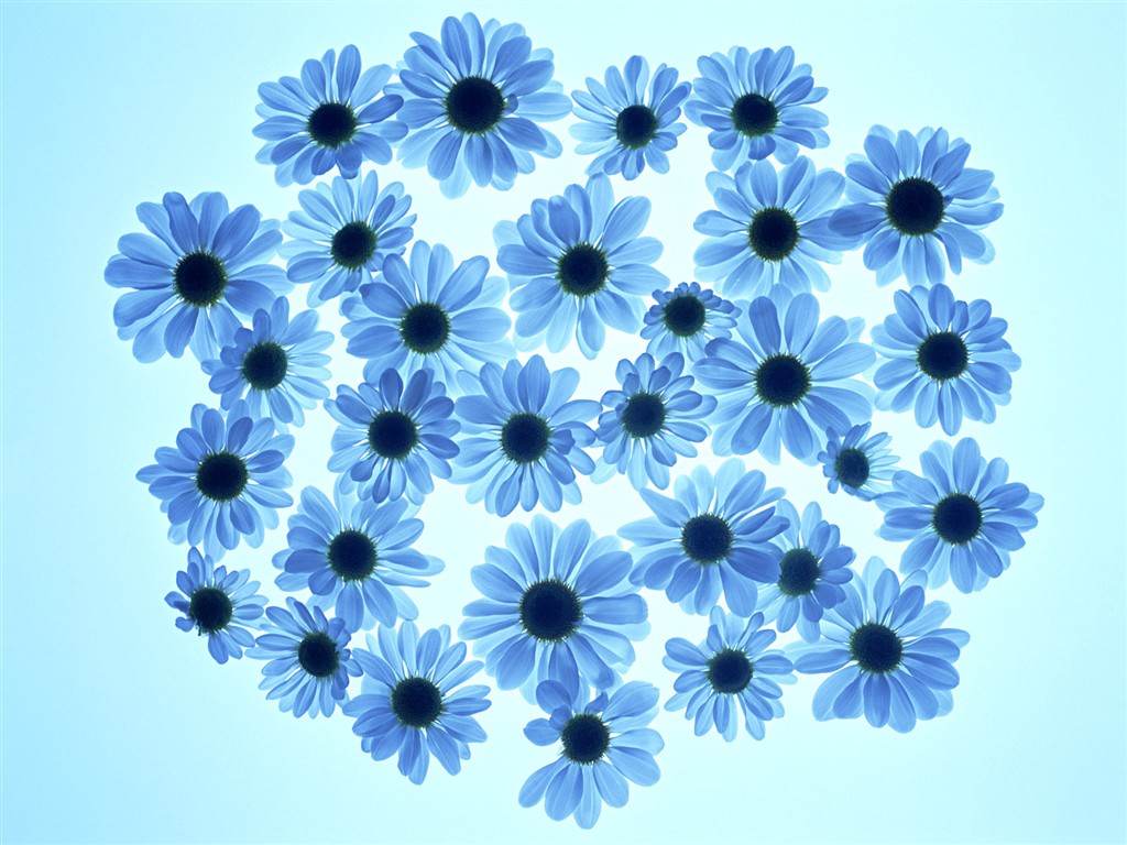 Květ Tapety na plochu výběr (1) #35 - 1024x768