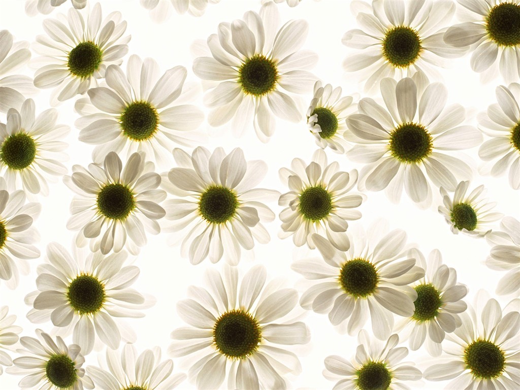 Květ Tapety na plochu výběr (1) #40 - 1024x768