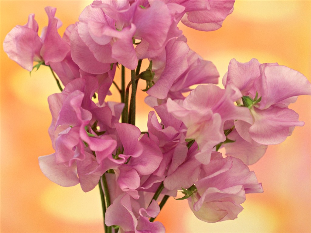 Flower Hintergrundbilder Selection (2) #8 - 1024x768