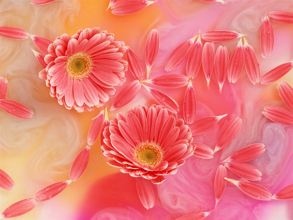 Flower Hintergrundbilder Selection (2) #9 - 1024x768