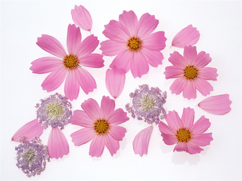 Flower Hintergrundbilder Selection (2) #11 - 1024x768