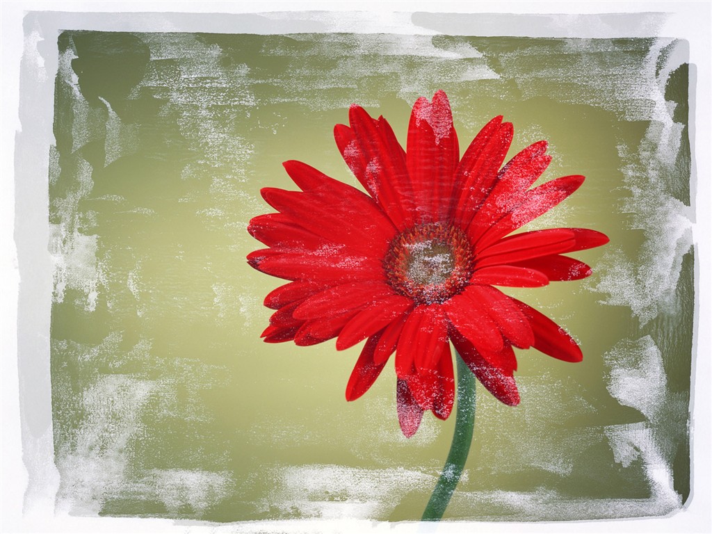 Flower Hintergrundbilder Selection (2) #13 - 1024x768