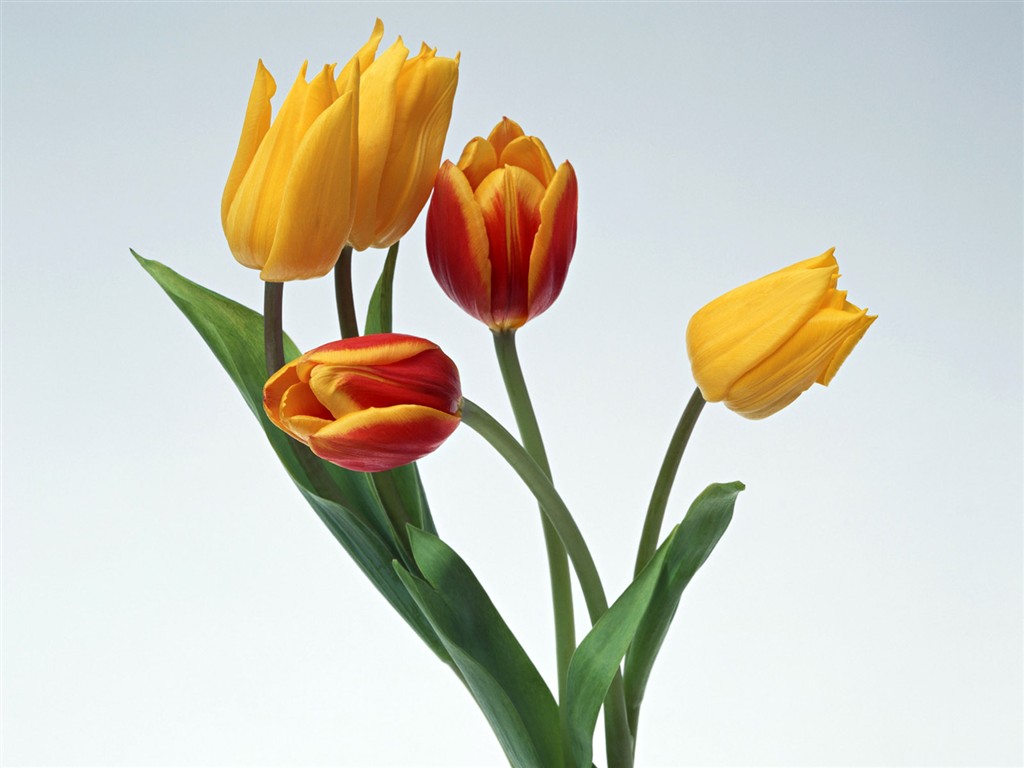Květ Tapety na plochu výběr (2) #32 - 1024x768