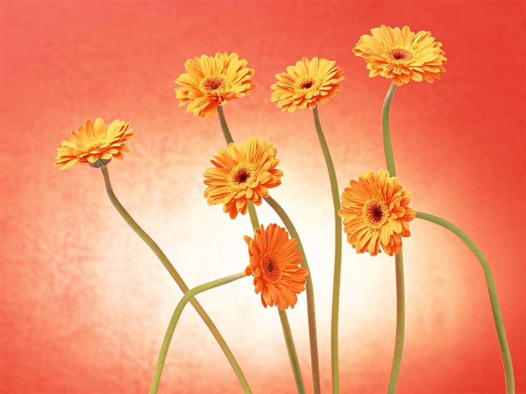 Květ Tapety na plochu výběr (2) #33 - 1024x768
