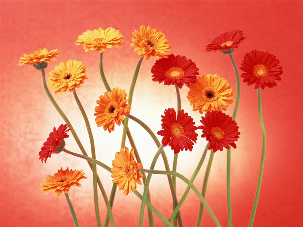 Květ Tapety na plochu výběr (2) #34 - 1024x768