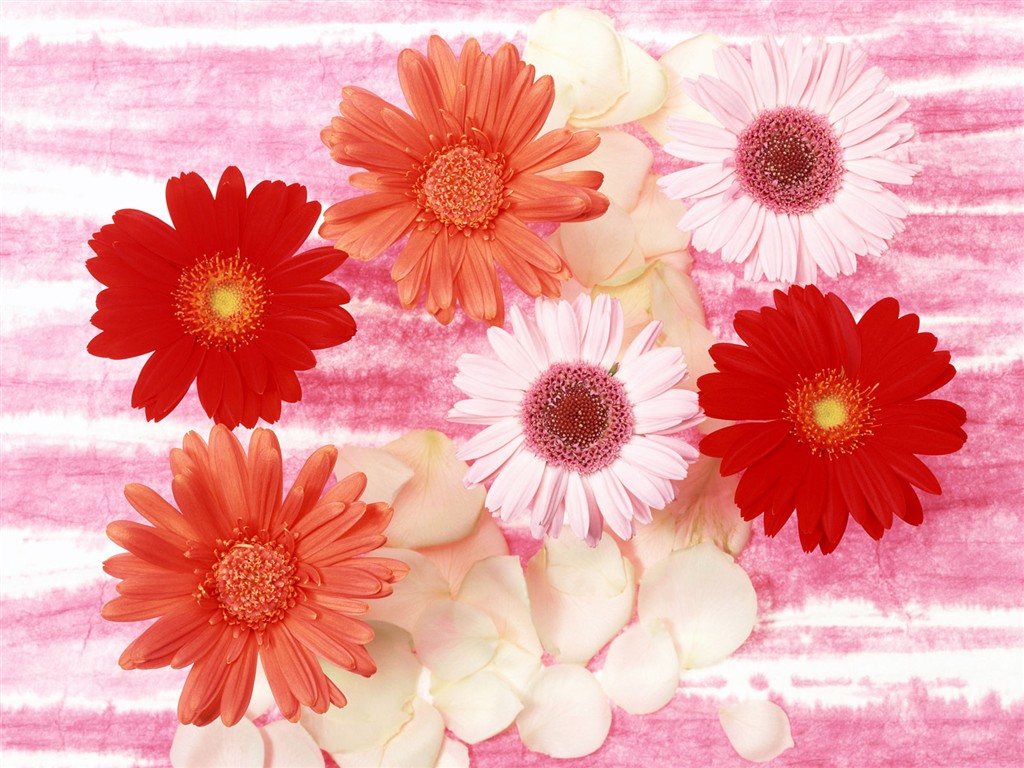 Květ Tapety na plochu výběr (2) #36 - 1024x768