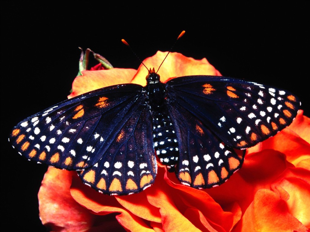 Butterfly Photo Wallpaper (2) #3 - 1024x768