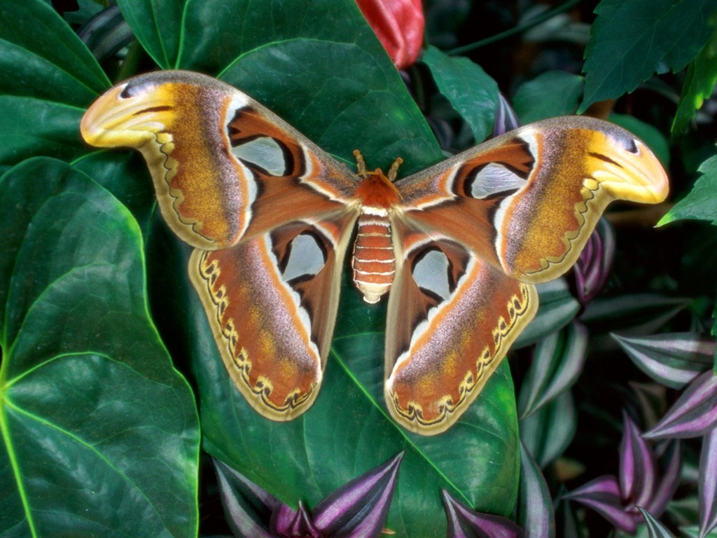 Butterfly Photo Wallpaper (2) #4 - 1024x768