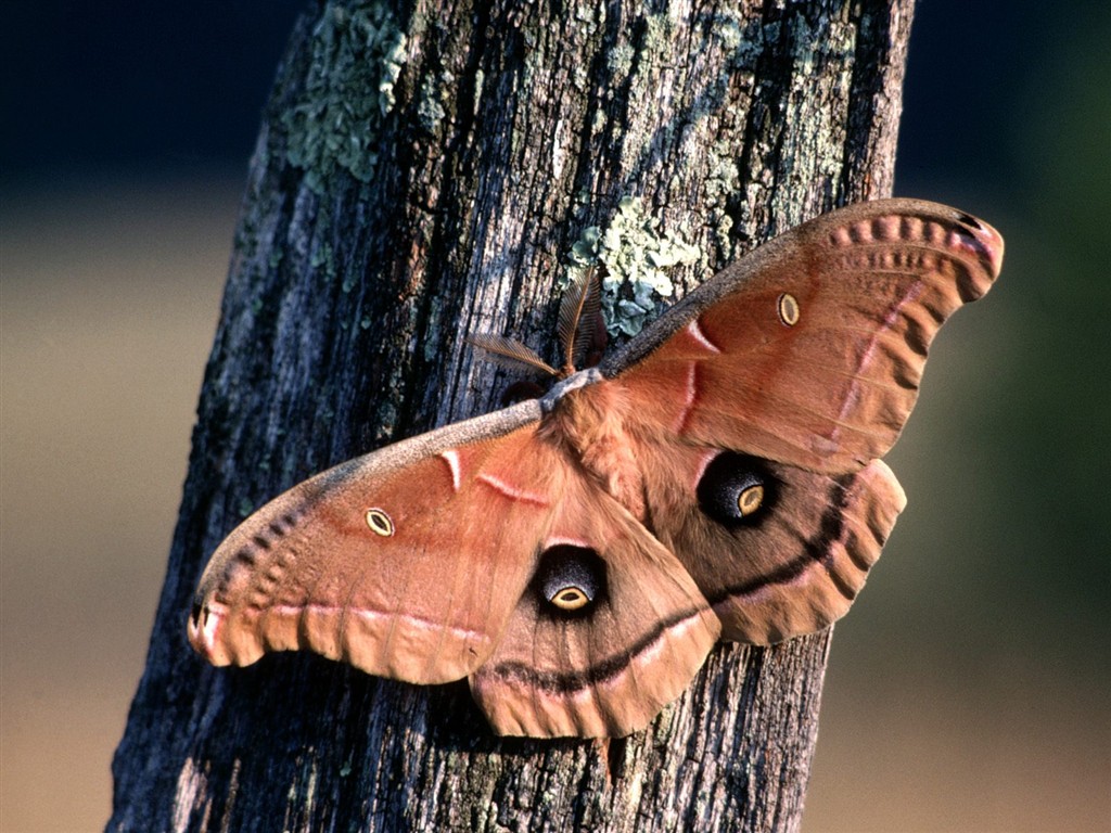 Butterfly Foto tapety (1) #2 - 1024x768