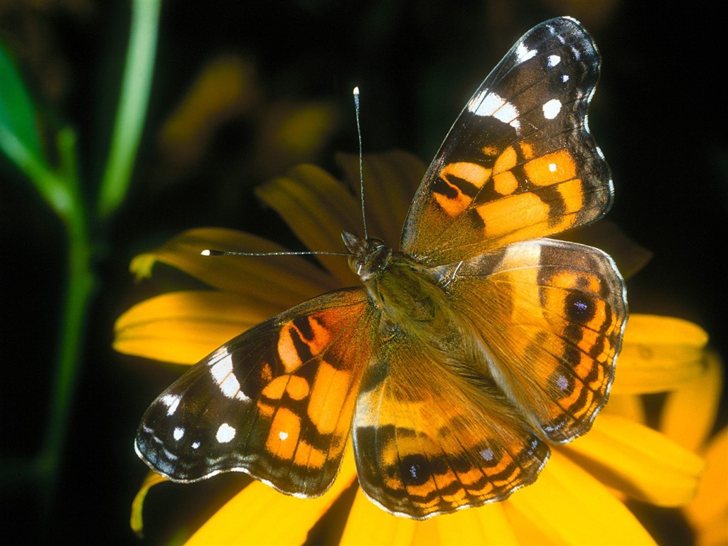Fondo de pantalla de fotos de mariposas (1) #4 - 1024x768