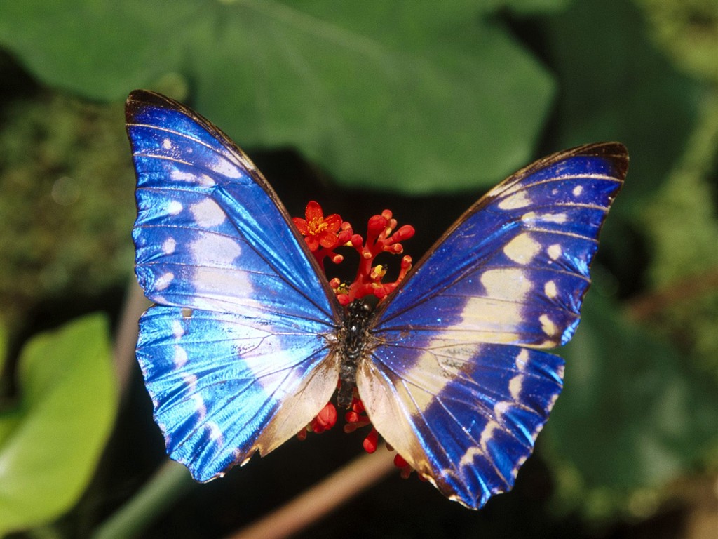 Fondo de pantalla de fotos de mariposas (1) #8 - 1024x768