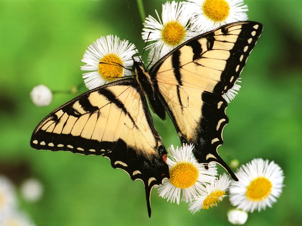 Fondo de pantalla de fotos de mariposas (1) #11 - 1024x768