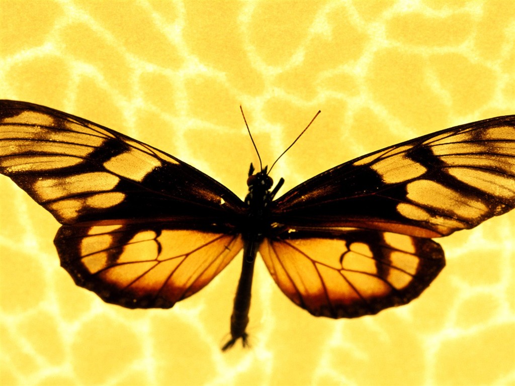 Butterfly Photo Wallpaper (1) #13 - 1024x768