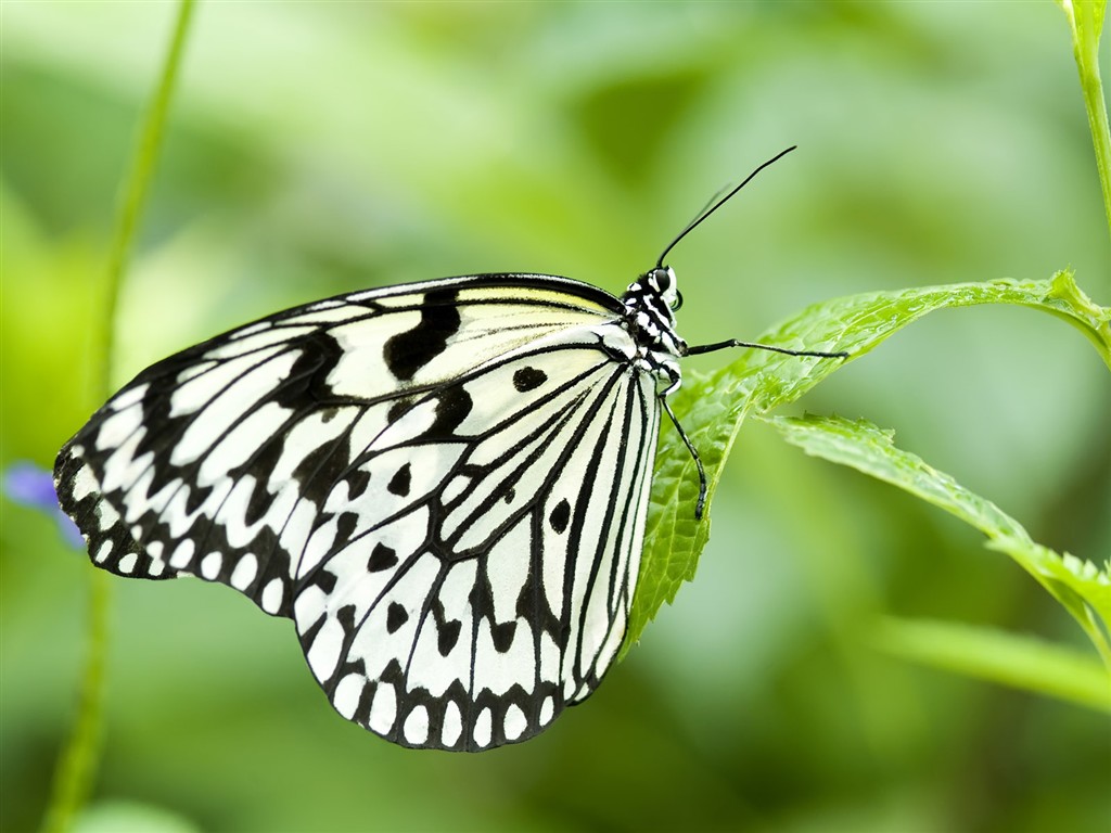 Butterfly Photo Wallpaper (3) #1 - 1024x768