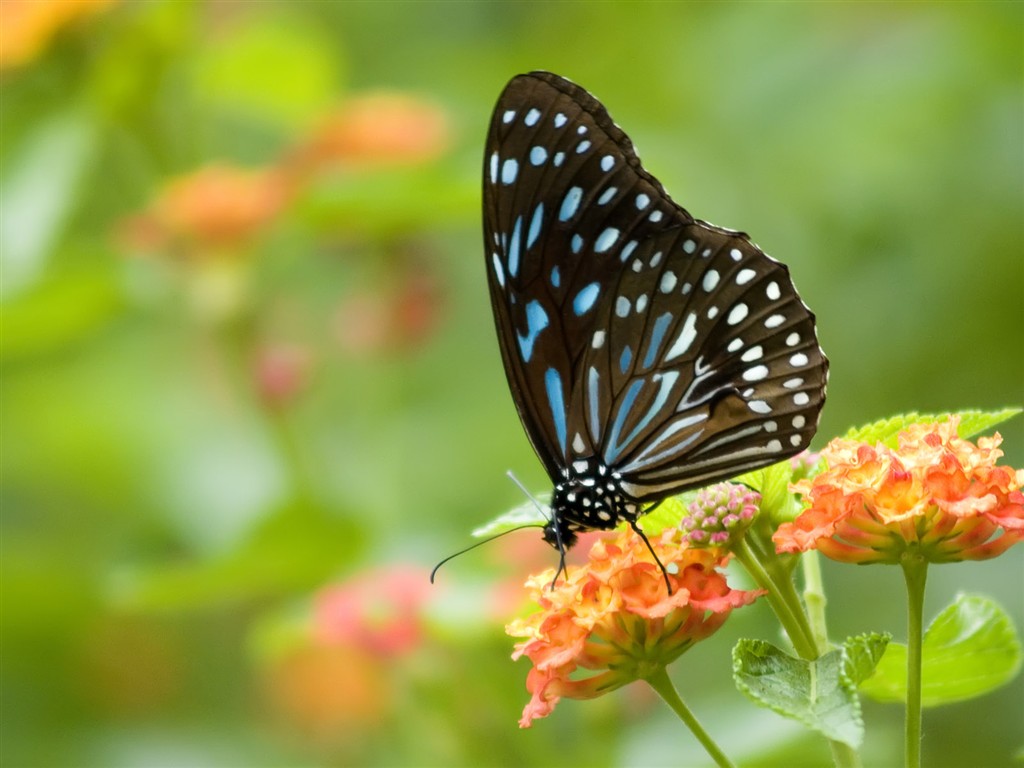 Butterfly Photo Wallpaper (3) #5 - 1024x768