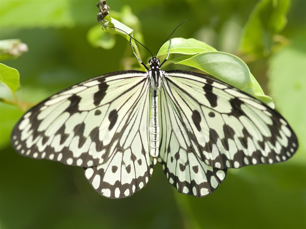 Butterfly Photo Wallpaper (3) #6 - 1024x768