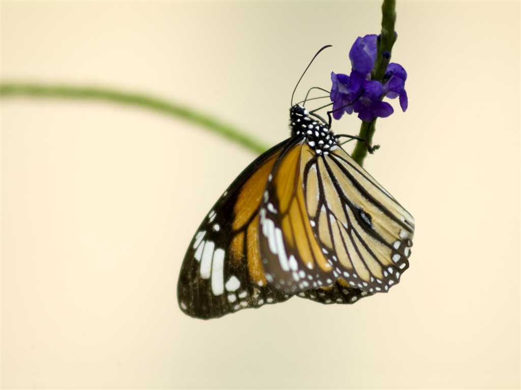 Butterfly Photo Wallpaper (3) #17 - 1024x768