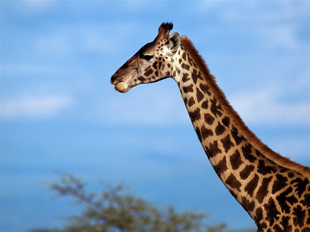Animal Wallpaper Collection (3) #30 - 1024x768