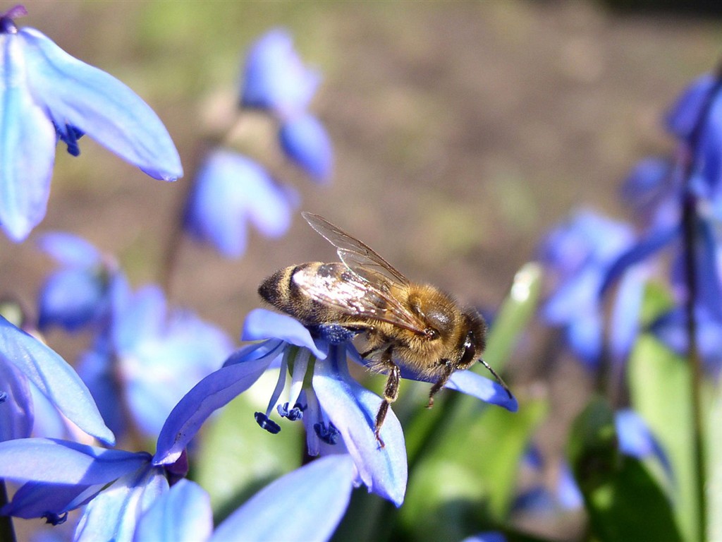 Láska Bee květin tapety (1) #4 - 1024x768