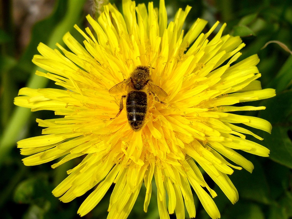 Láska Bee květin tapety (1) #5 - 1024x768