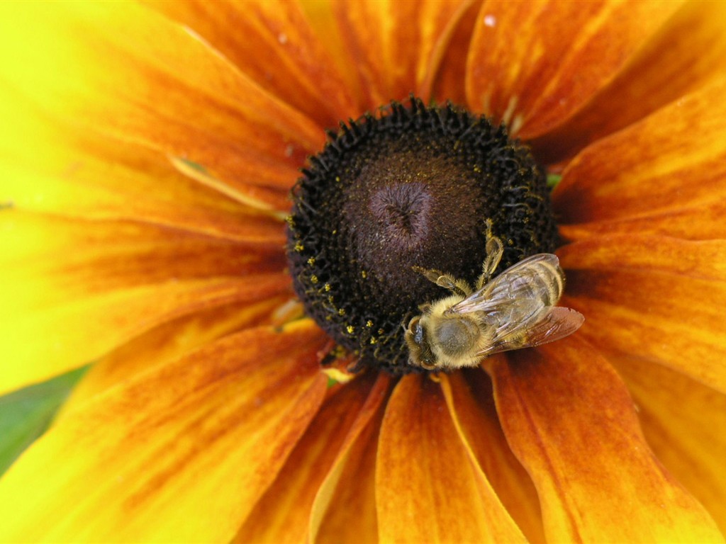 Láska Bee květin tapety (1) #7 - 1024x768